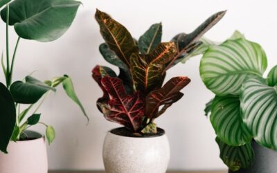 How House Plants Can Help Boost Your Mental Health