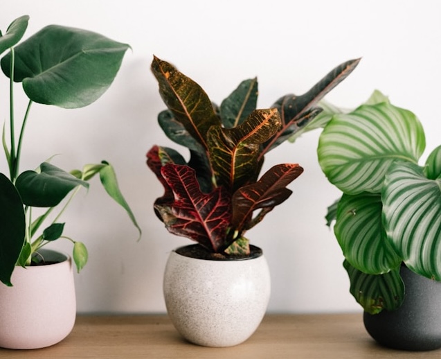 How House Plants Can Help Boost Your Mental Health