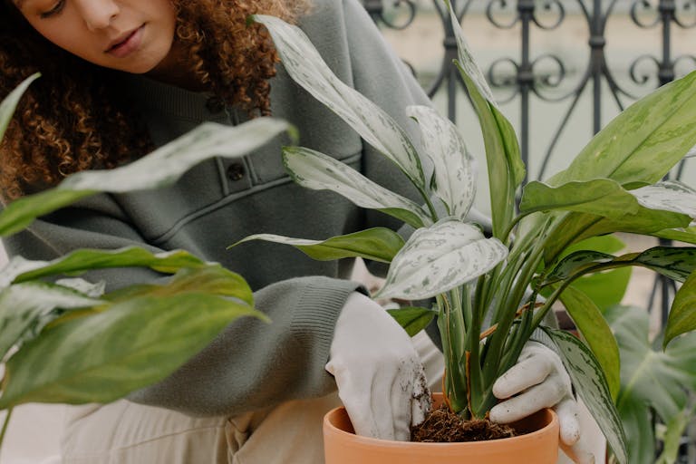 A woman carefully tending to a potted plant indoors, highlighting a peaceful gardening moment.